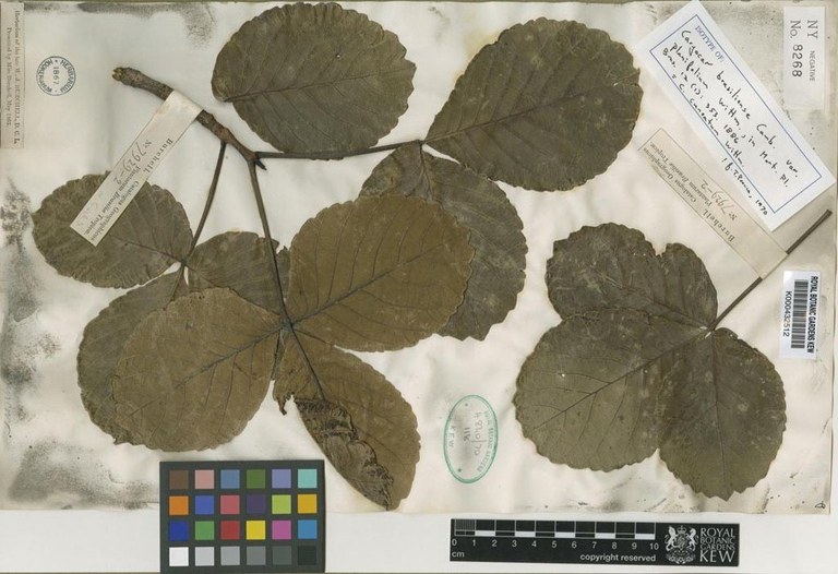 Programa Reflora do CNPq recebe Prêmio Espírito Público 2024