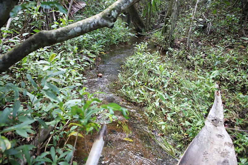 Trecho de riacho corta vegetação nativa em área rural de Balsas (MA).