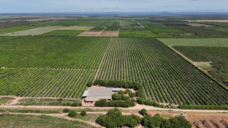 Vista aérea de plantação em fileiras com construção rural ao centro