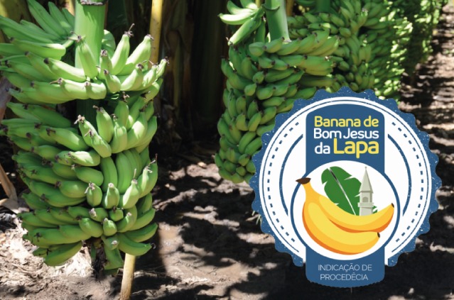 Selo de indicação de procedência destaca a Banana de Bom Jesus da Lapa.