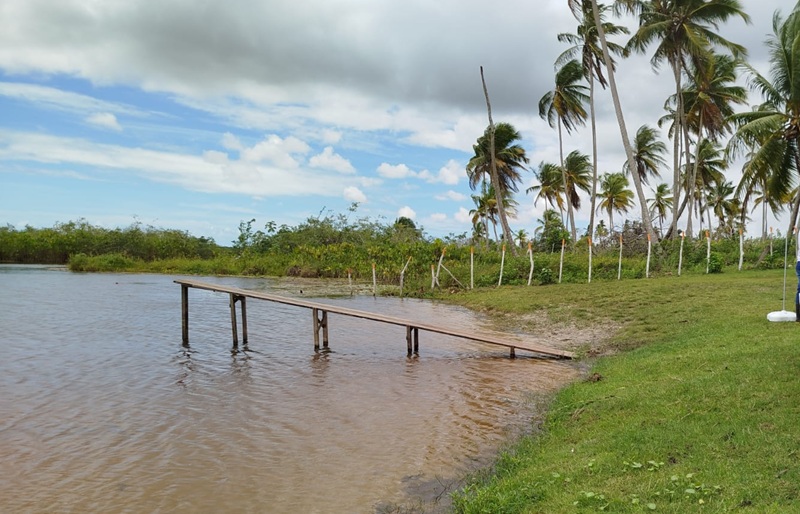 Píer de madeira em lago com coqueiros ao fundo.