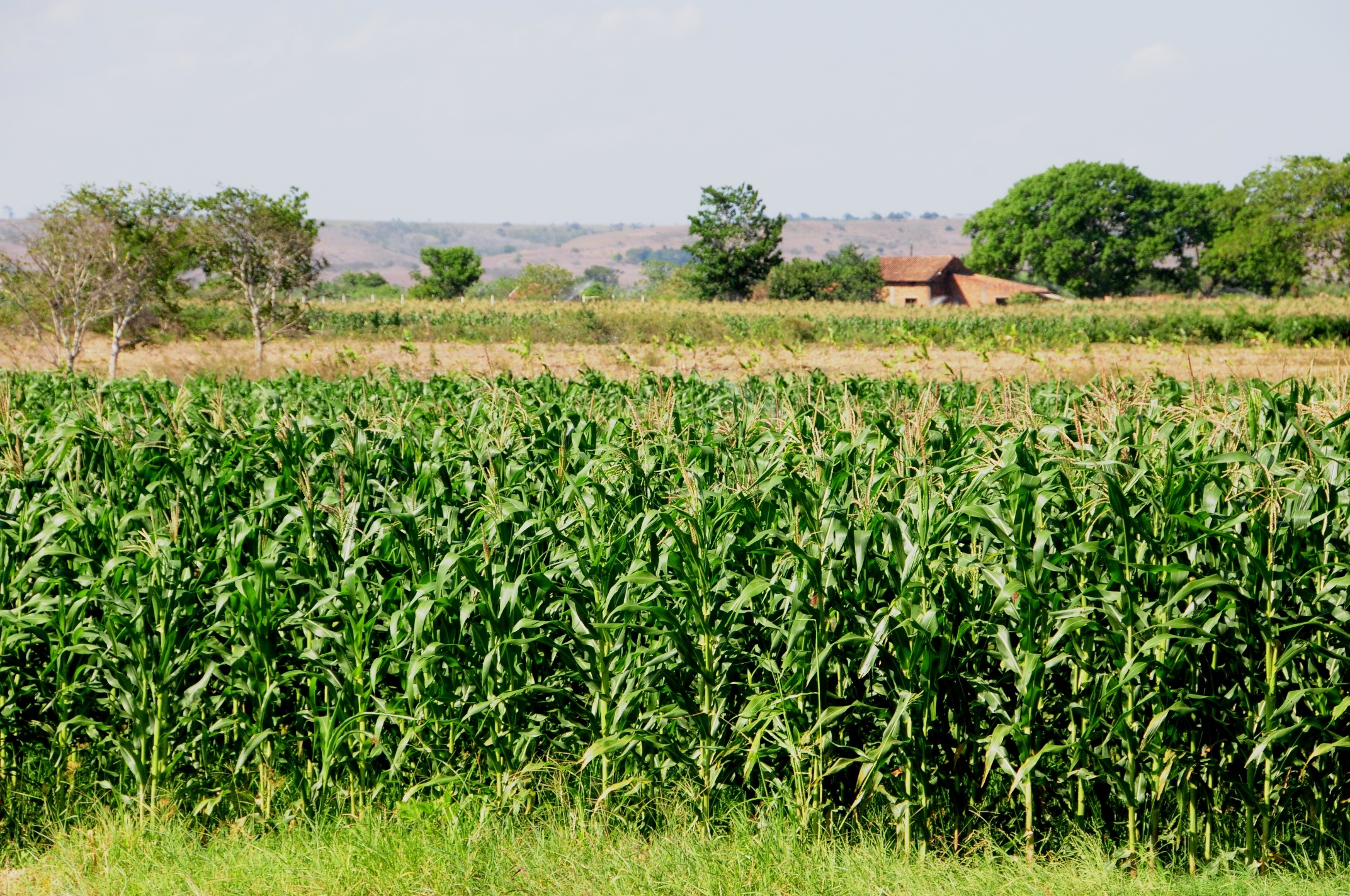 Extensa plantação de milho verde em primeiro plano, com árvores e uma casa ao fundo.
