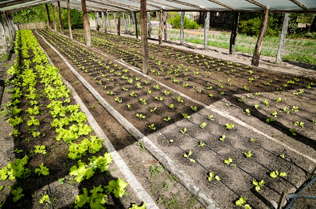 Canteiros com mudas de alface em estufa agrícola.