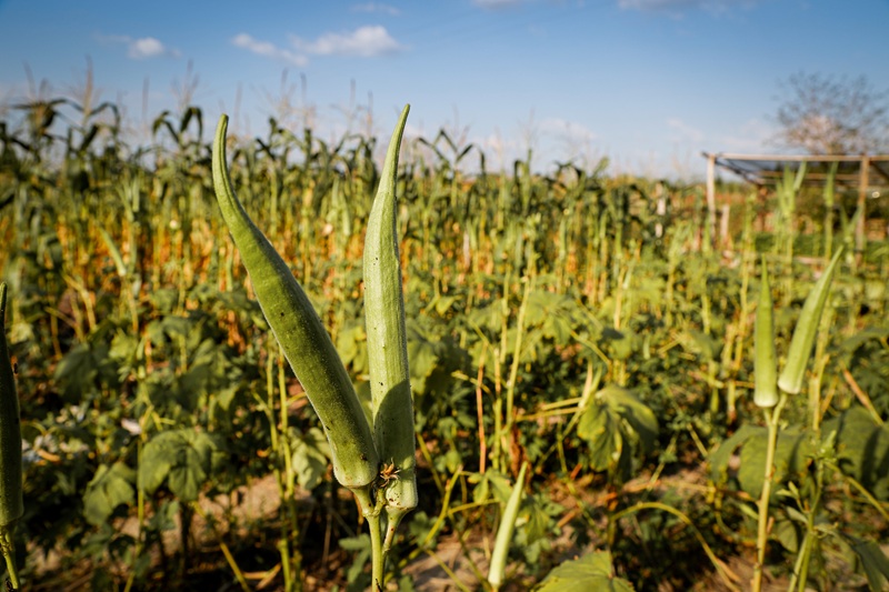 Plantação de quiabo em área agrícola sob céu azul.