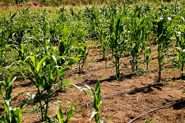 Plantação com sistema de irrigação por gotejamento em área agrícola.