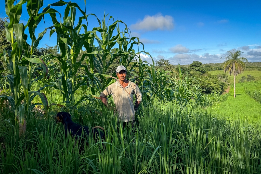 Agricultor em meio a plantação de milho e capim, com cachorro preto ao lado
