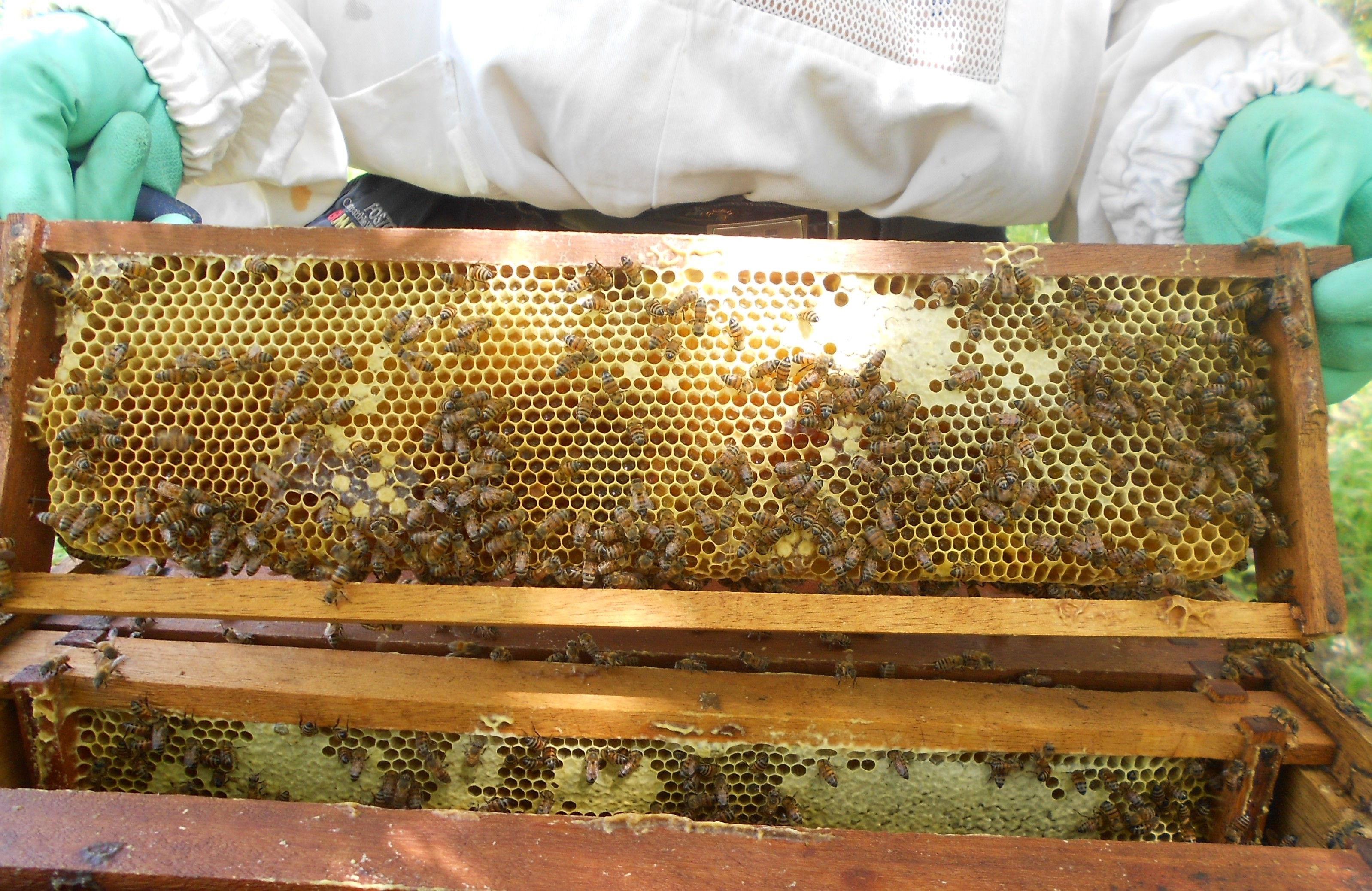 Abelhas sobre favos de mel em quadros de madeira, segurados por pessoa com luvas verdes.