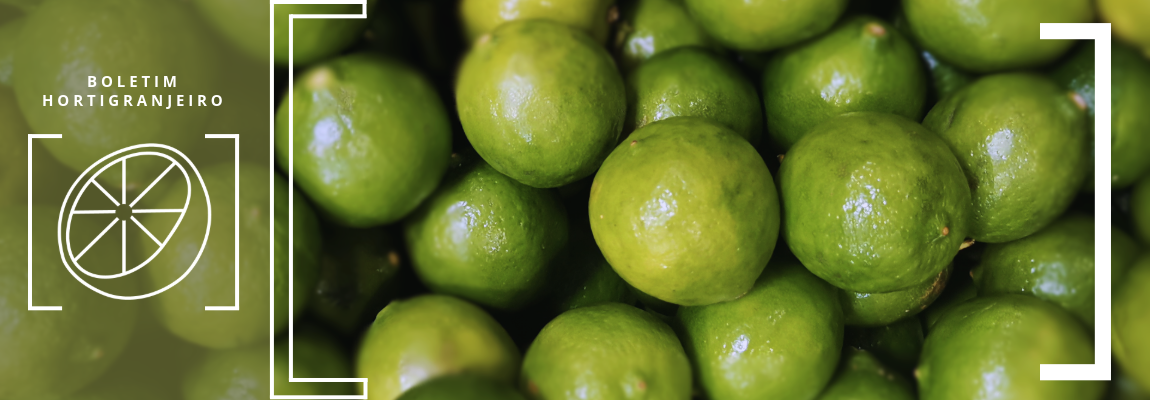 22.07.26 - PROHORT - Banner.png