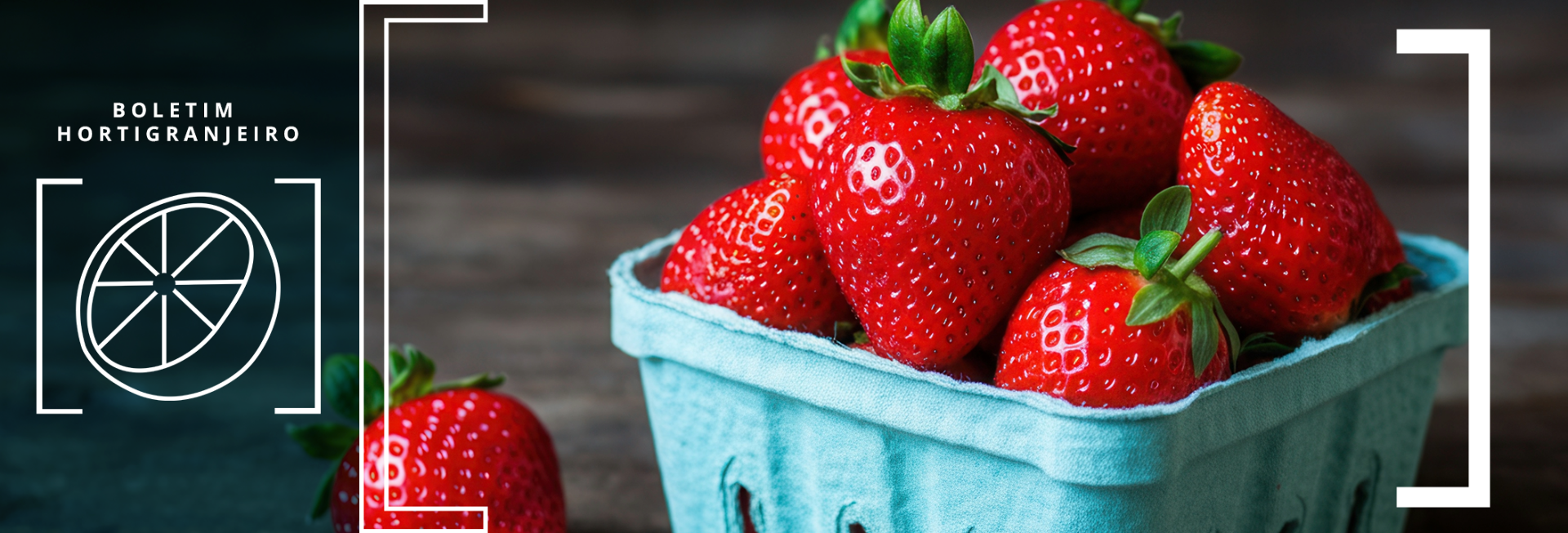  Imagem 6º Boletim Prohort 2025. Cesta contendo morangos