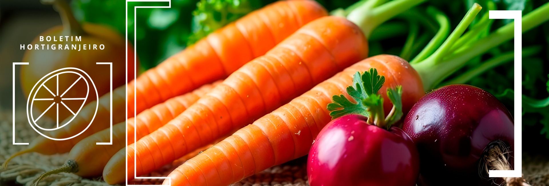 Imagem 7º Boletim Prohort 2025. Cenoura e cebola ao fundo