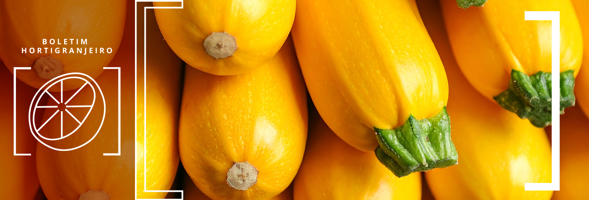 Imagem 8º Boletim Prohort 2025. Imagem de abobrinhas amarelas