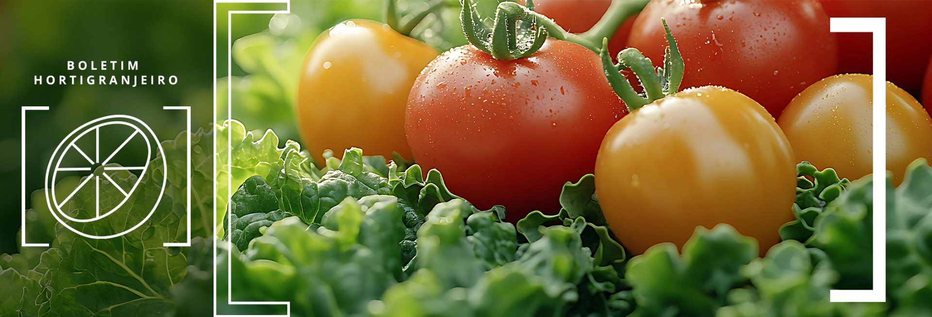 Imagem 9º Boletim Prohort 2025. Foto de tomate e alface