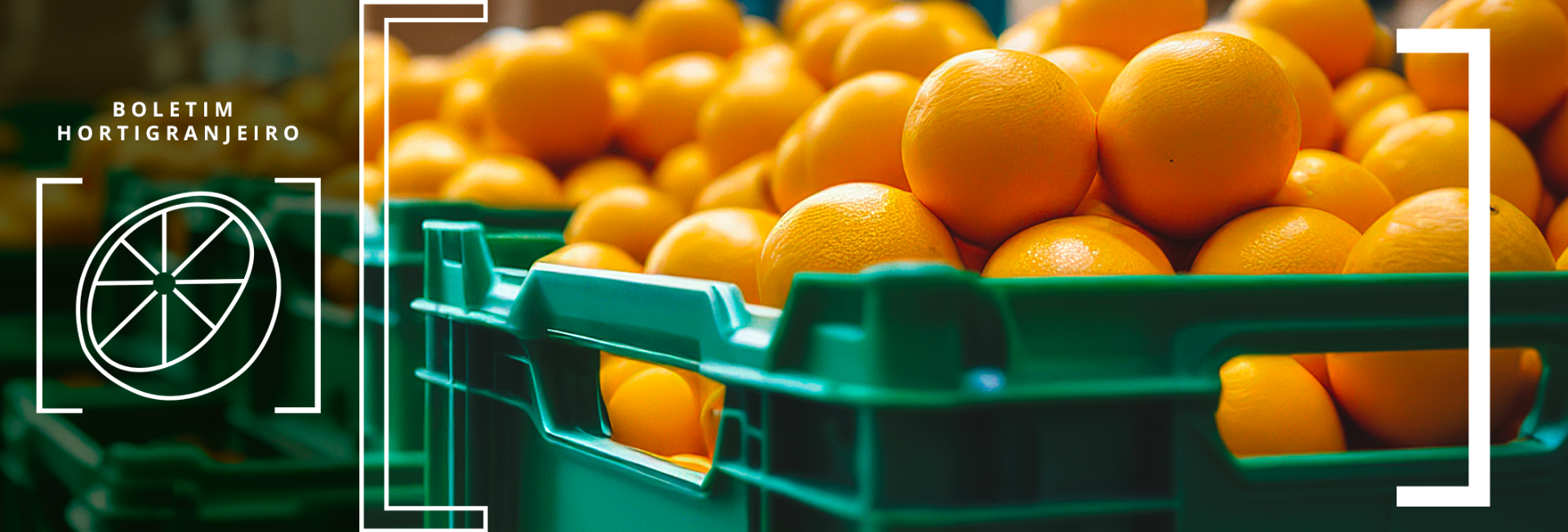 Imagem de laranjas em uma caixa verde. Texto: 11º Boletim Hortigranjeiro de 2025