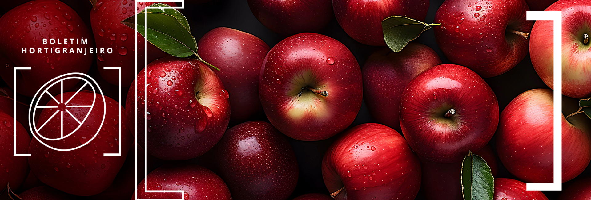 Imagem de maçãs. Texto: Boletim Hortigranjeiro