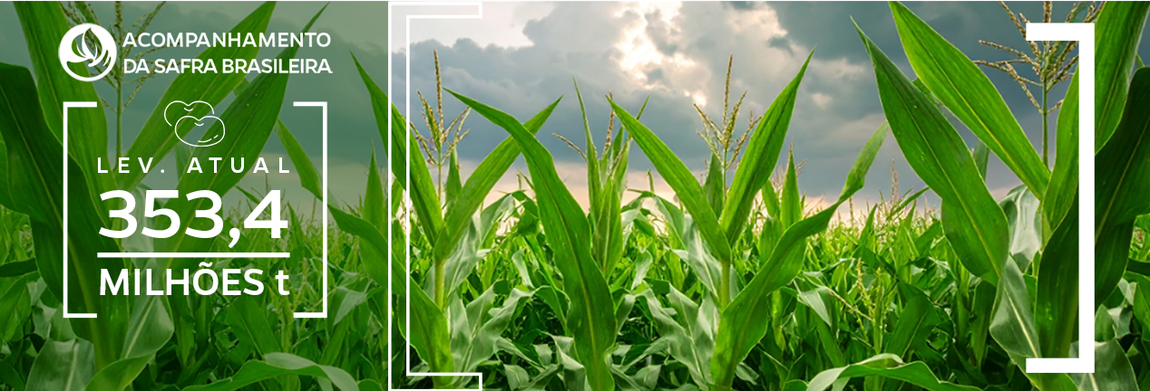 Imagem de lavoura de milha com estimativa da produção de grãos em 353,4 milhões de toneladas