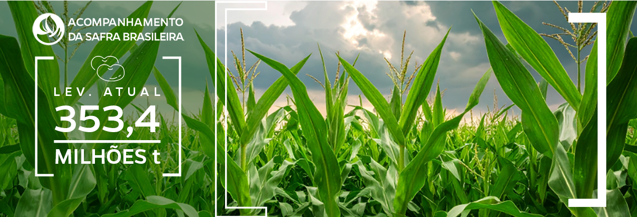 Imagem de lavoura de milha com estimativa da produção de grãos em 353,4 milhões de toneladas