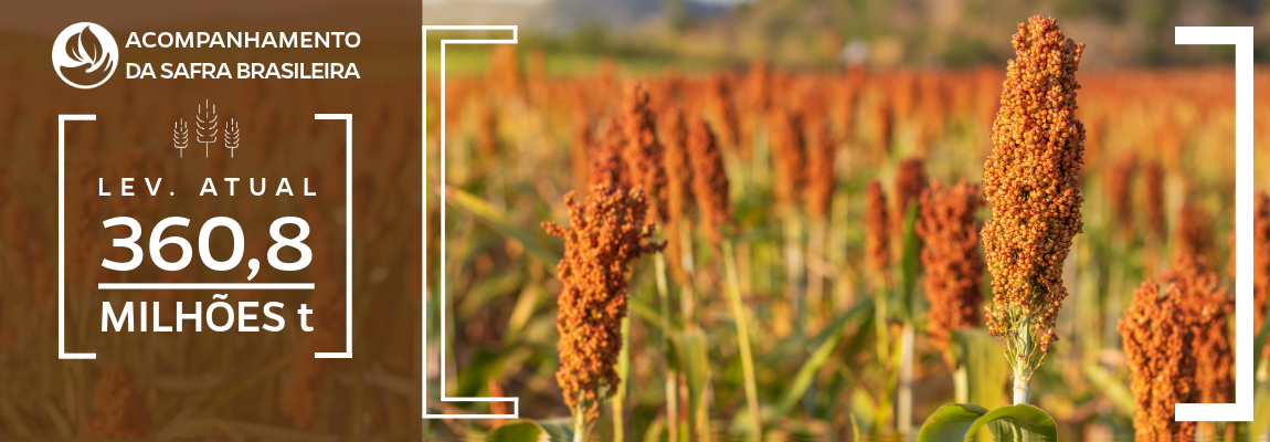 Imagem de plantação de sorgo com estimativa de 360,8 milhões de toneladas de grãos na safra 2025/26