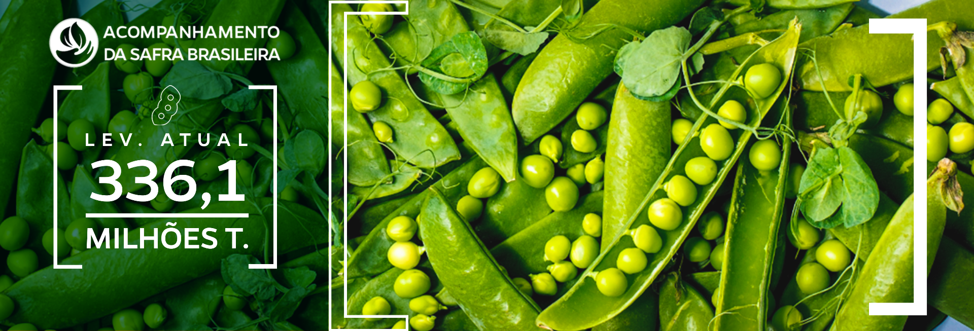 Imagem de vagem e grãos de feijão com estimativa da produção de grãos de 336,1 milhões de toneladas na safra 2024/25