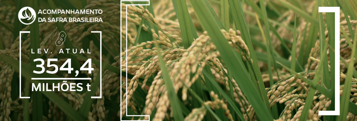 Imagem do plantação de arroz com estimativa da produção de grãos de 354,4 milhões de toneladas na safra 2025/26