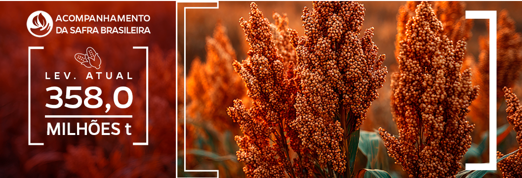 Imagem plantação de sorgo com estimativa da produção de grãos de 358 milhões de toneladas na safra 2025/26