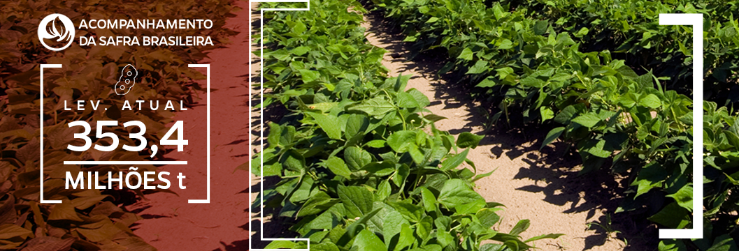 Lavoura de feijão  com estimativa de 353,4 milhões de toneladas de grãos na safra 2025/26