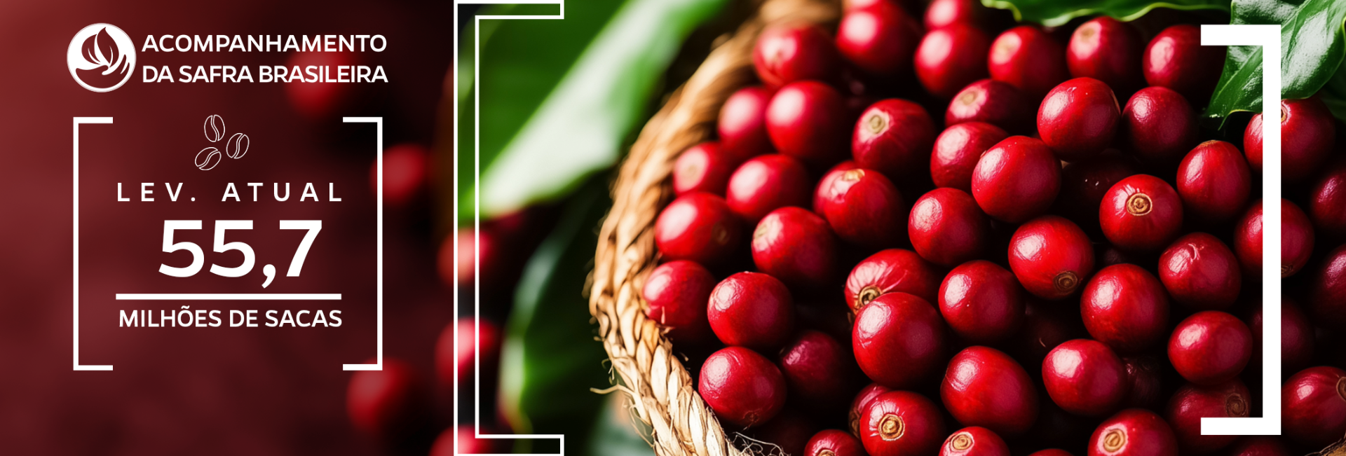 Grãos de café colhidos em uma cesta com folhas ao fundo e estimativa da produção em 55,7 milhões de sacas