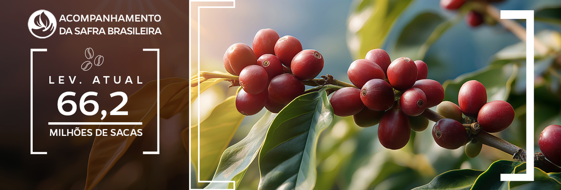 Imagem de fruto de café ainda no galho da planta com estimativa de produção de 66,2 milhões de sacas