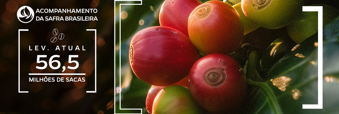  Imagem do fruto de café maduro, e estimativa da produção em 56,5 milhões de sacas