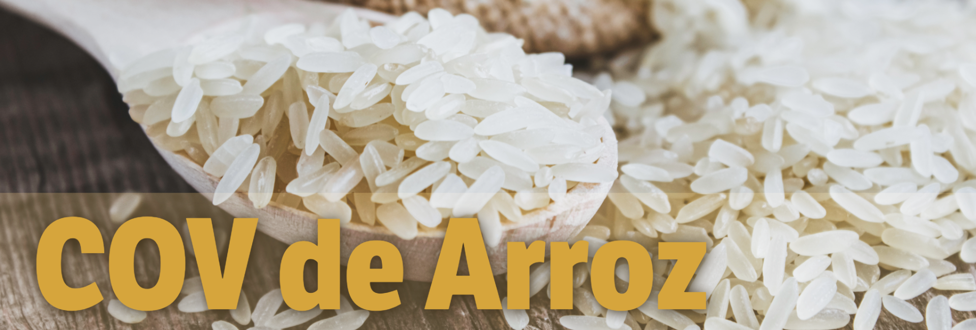 Imagem de Arroz. Banner COV de Arroz