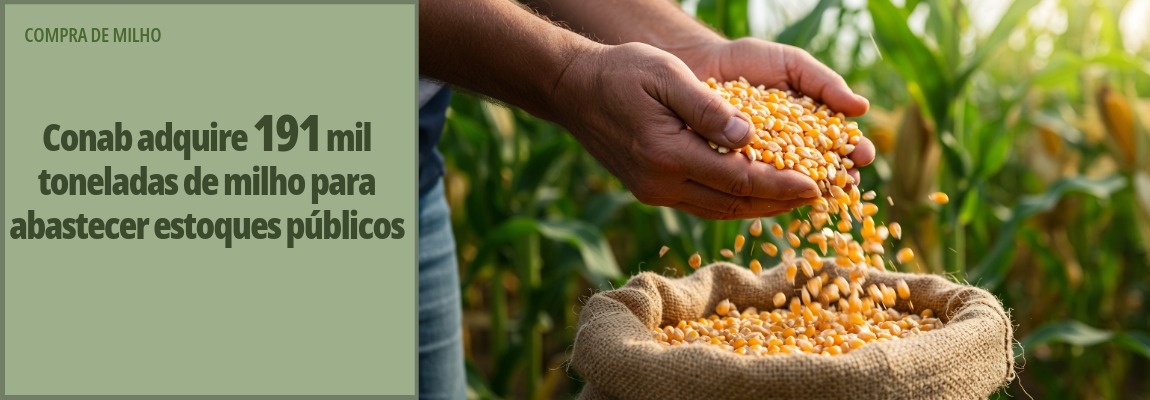 Imagem de milho em grãos com informação de compra de 191 mil toneladas do cereal pela Conab para reforço nos estoques públicos