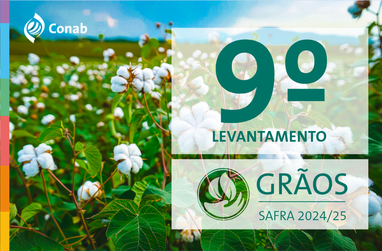 Imagem de lavoura de algodão