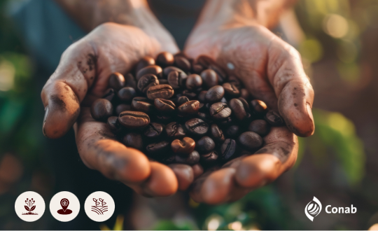 Imagem: Conab inicia pesquisa de campo para elaboração do segundo levantamento da safra de café