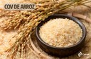 Imagem: Conab poderá comprar até 110 mil toneladas de arroz por meio de Contrato de Opção de Venda
