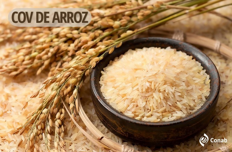 Imagem: Conab poderá comprar até 110 mil toneladas de arroz por meio de Contrato de Opção de Venda