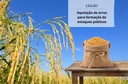 11.09.26 - Destaque site leilão arroz (1).jpg