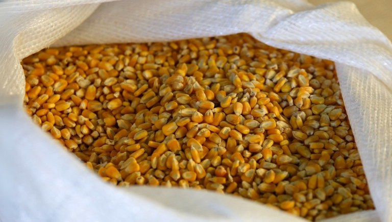 Imagem: Milho