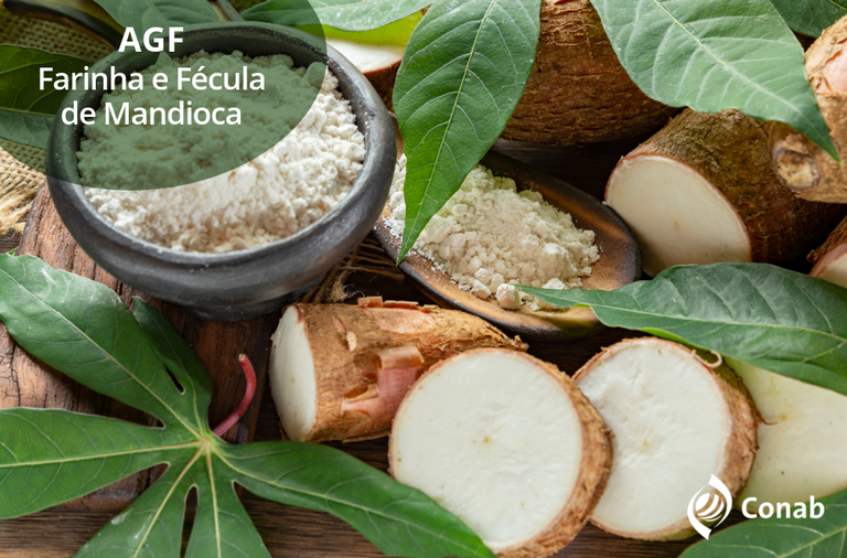 Imagem: Produtores de mandioca poderão vender fécula e farinha da safra 2025 para o Governo Federal