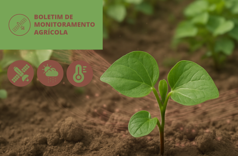 Imagem: Regiões produtoras registram chuvas irregulares e mal distribuídas em novembro