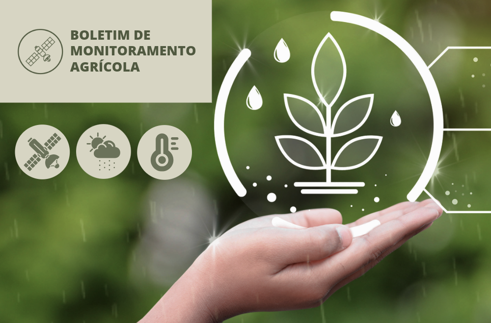 Imagem: Regularidade das chuvas favorece desenvolvimento das lavouras em parte do país