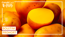 Boa produção influencia na queda dos preços da batata no atacado, aponta boletim da Conab