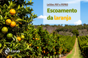 Leilões de apoio ao escoamento de laranja