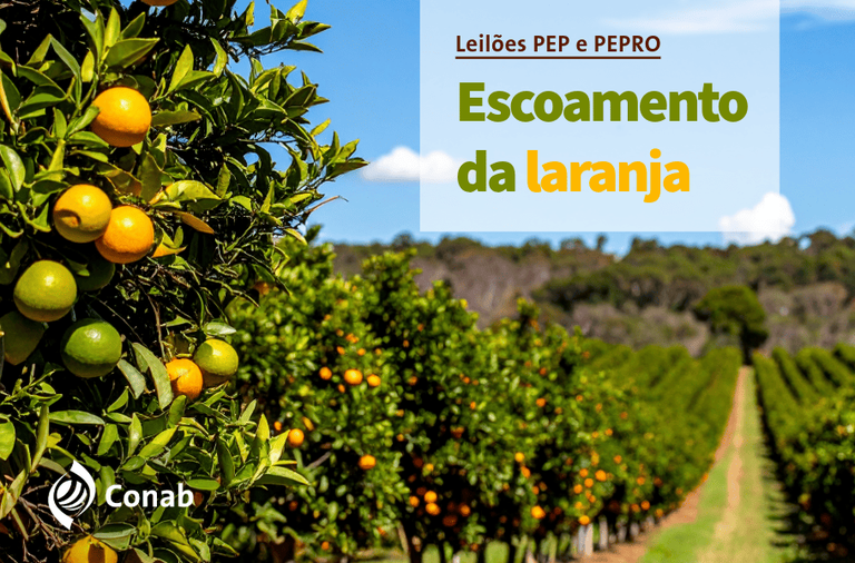 Leilões de apoio ao escoamento de laranja