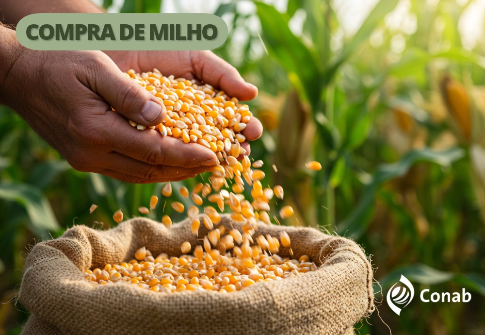 Conab compra mais de 190 mil toneladas de milho para abastecer estoques do Programa de Venda em Balcão