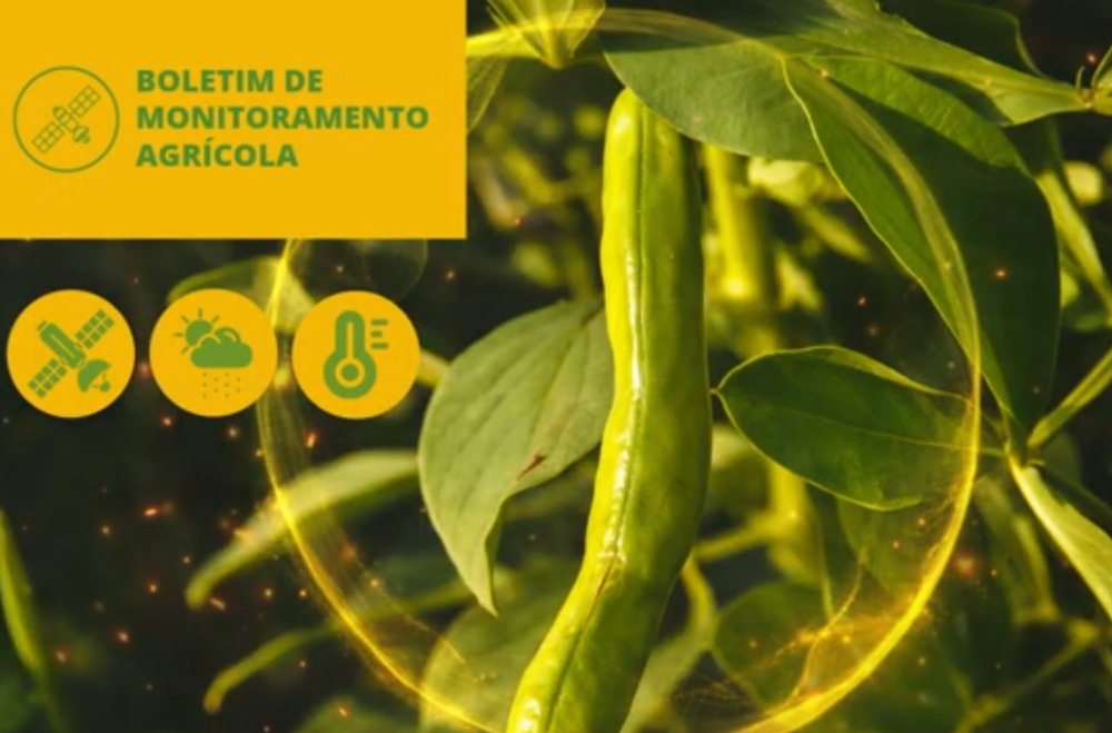 Chuvas na primeira quinzena de dezembro favorecem desenvolvimento das culturas de primeira safra