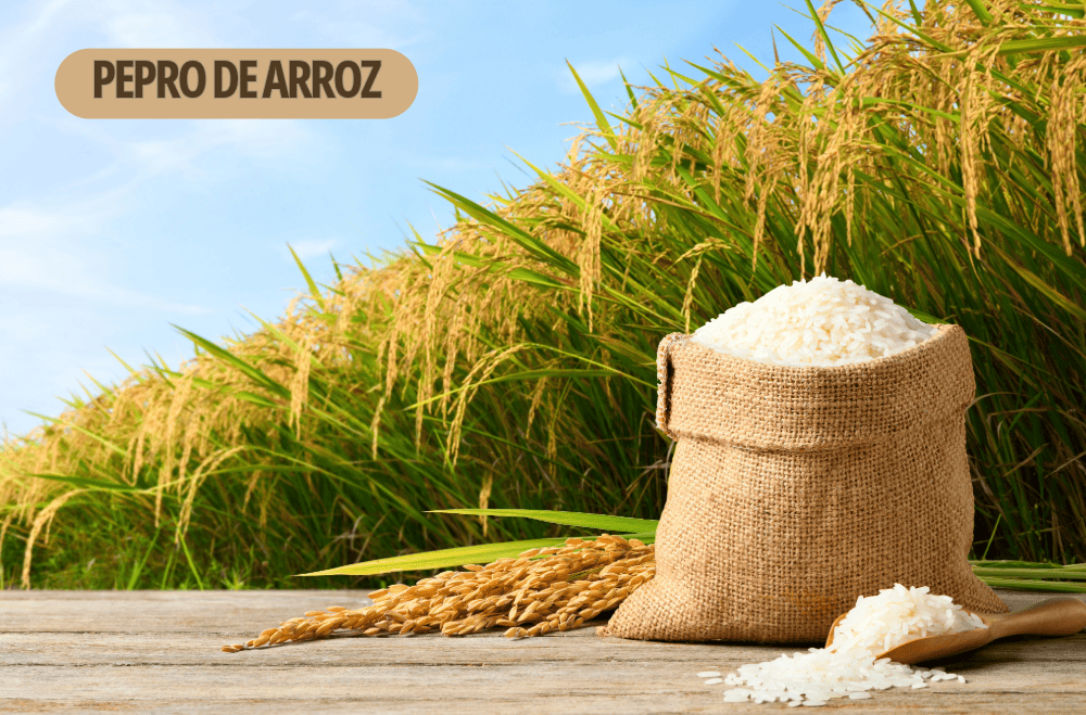 Leilões de apoio ao escoamento de arroz são marcados para o próximo dia 5 de maio