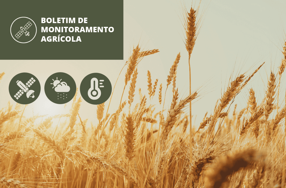 Lavouras de trigo apresentam crescimento no índice de vegetação nas principais regiões produtoras monitoradas pela Conab