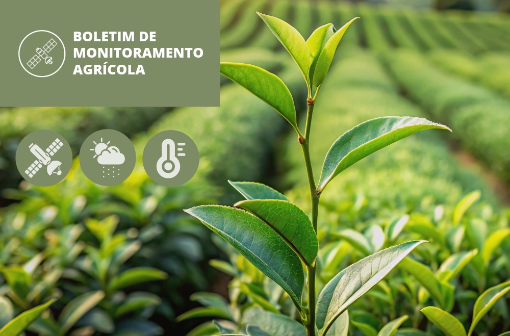 Clima favorece colheita e qualidade na safra 2025/26