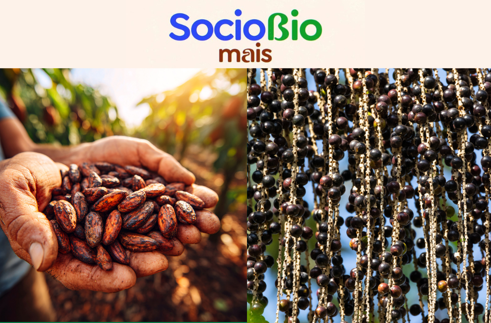 Preços mínimos de extrativos são atualizados para a safra 2026