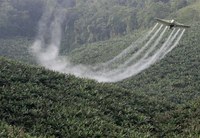 Plantas medicinais estão contaminadas por agrotóxicos