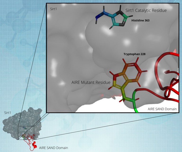Pesquisadores elucidam mecanismo de mutação genética de causadora de doença autoimune rara